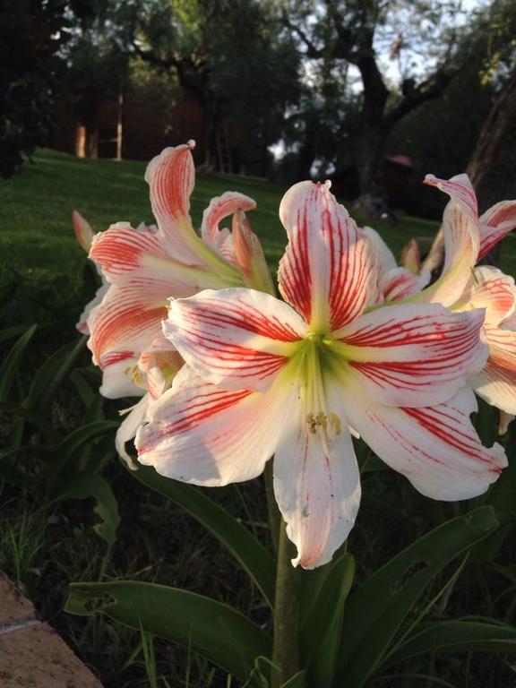 I Giardini Di Margius Farm stay *