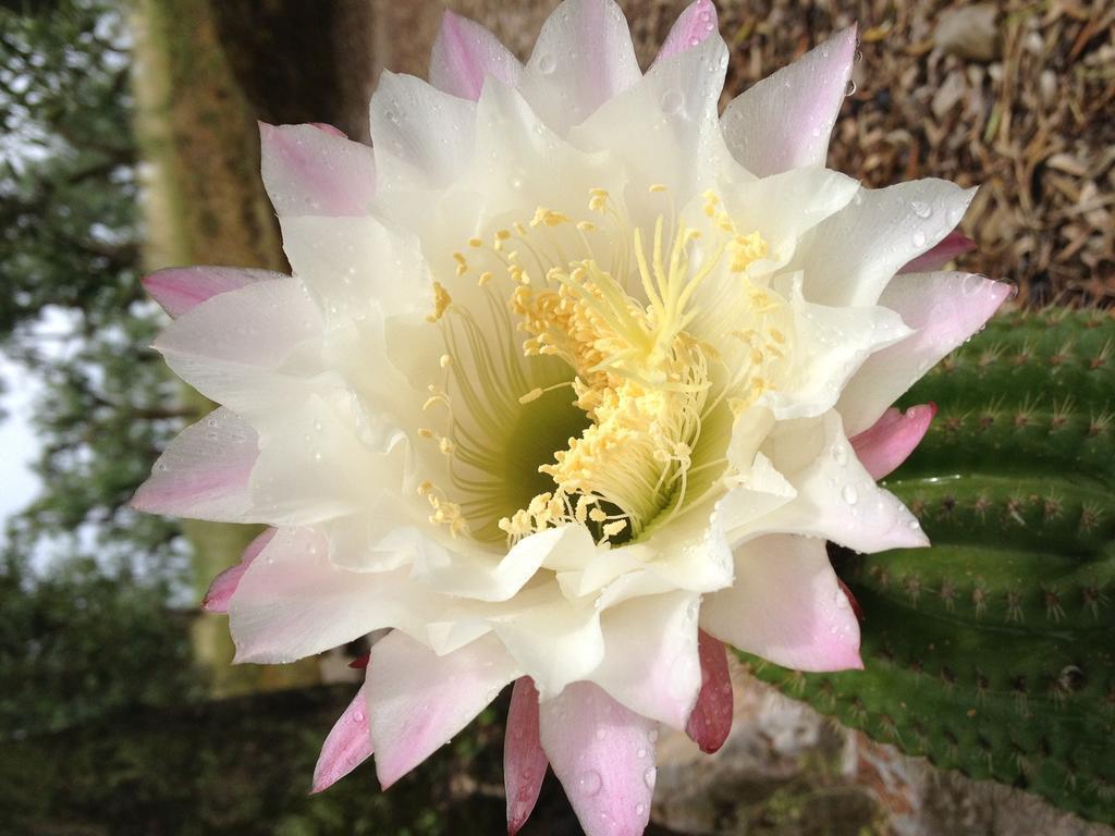 I Giardini Di Margius Itri